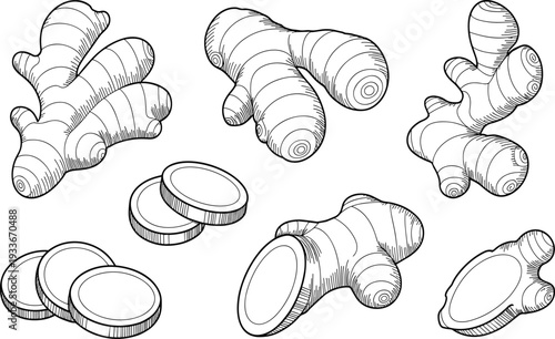 Hand-drawn ginger root and ginger slices vector set for organic food, healthy spice and kitchen design