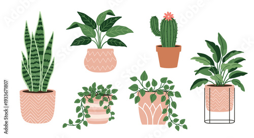 Set of six common indoor house plants including a snake plant, cactus, and monstera in decorative pink and terracotta pots.