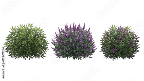 Three Bushes with Green Leaves and Purple Flowers in a Row
