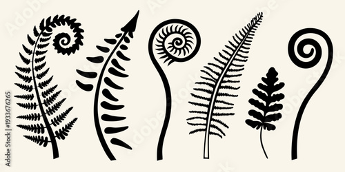 Stylized illustration of various fern fronds and coiled fiddleheads