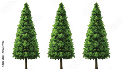 Three Green Conical Evergreen Trees on White Background