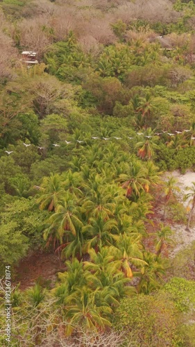 Vertical aerial tracking shot following pelicans flying above tropical palm forest near beach coastline