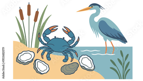A blue crab and heron illustration in a coastal wetland environment with oysters and cattails