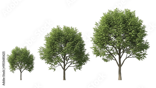 Three Green Trees in Different Growth Stages Isolated on White Background