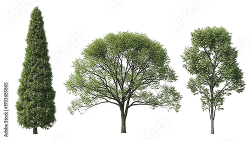 Three Green Trees Isolated on White Background three trees