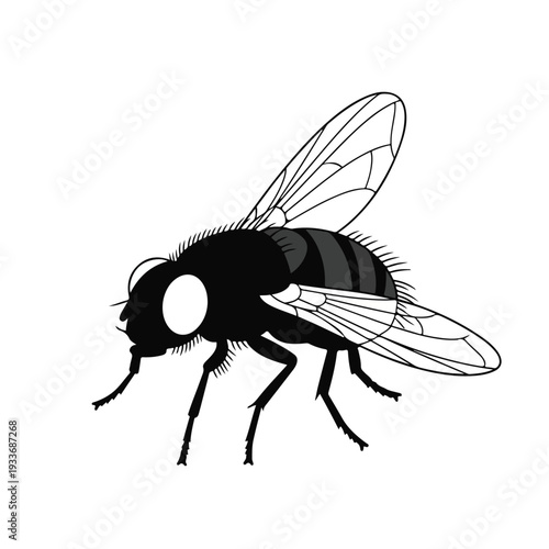 Black fly insect illustration on white background