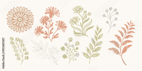 Botanical illustration featuring a variety of delicate floral and foliage designs