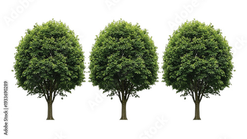 Three Green Trees with Round Canopies on White Background