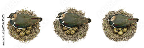 Bild auf Leinwand Northern Lapwing (Vanellus vanellus) in shallow ground nest with eggs isolated o
