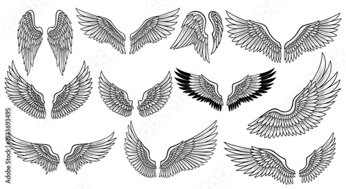Comprehensive set of detailed bird or angel wings in various shapes and positions rendered in a realistic black and white style.