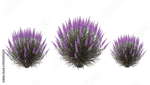 Three Purple Lavender Bushes with Green Foliage purple flowers