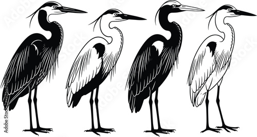 Great Blue Heron Black and White Illustration Set Isolated on White Background Detailed Bird Vector Collection