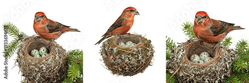 Φωτογραφία Red Crossbill (Loxia curvirostra) in conifer nest with eggs isolated on white ba