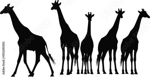 Giraffe Silhouette Collection with Standing and Walking African Wildlife Animals Isolated on White Background