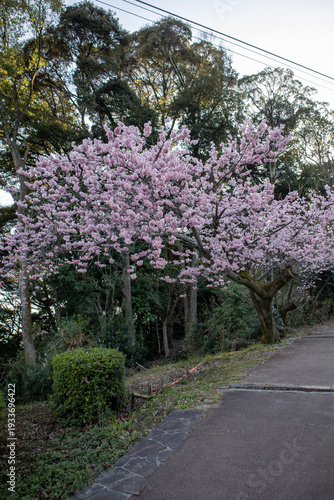 blooming tree in the park