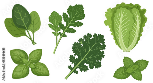 Collection of Fresh Green Leafy Vegetables and Herbs Vector Illustration.