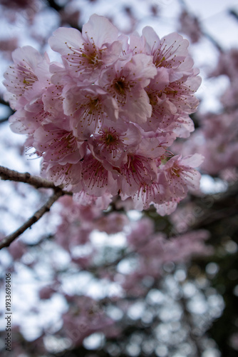 pink cherry blossom