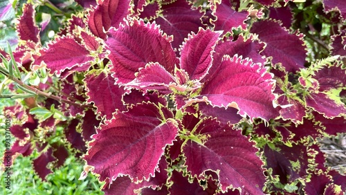Tablou pe pânză Ornamental Coleus plant displaying stunning variegated leaves with rich maroon centers and vibrant lime green, ruffled, serrated edges, thriving beautifully in natural light