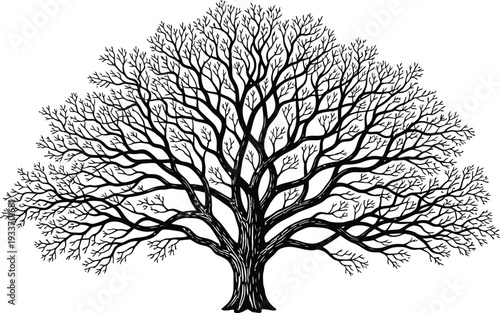 Large Bare Tree Branch Illustration
