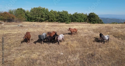 herd of purebread wild horses standing on mountian meadow pasture, aerial shot