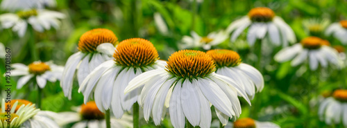 White coneflower on a background of green leaves. Echinacea medicinal plant. ...