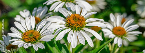 White coneflower on a background of green leaves. Echinacea medicinal plant. ...