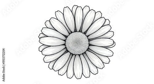 Detailed Ink Drawing of a Daisy Flower Head, Black and White Botanical Illustration
