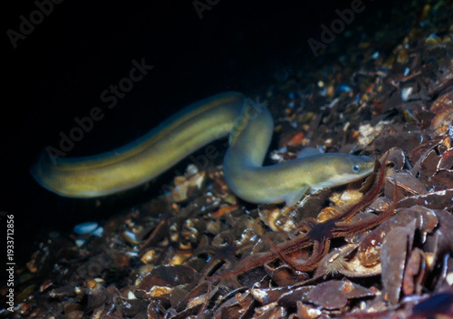 Konstfotografi European eel - Anguilla anguilla