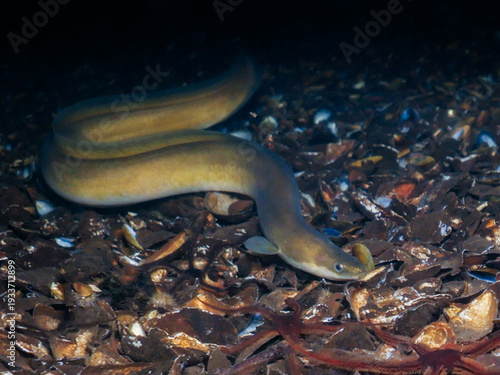 Canvastavla European eel - Anguilla anguilla