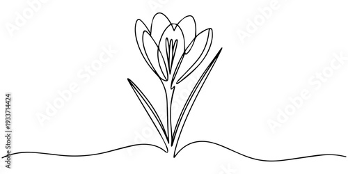 line art, bouquet of flowers crocus spring and summer, drawing with one line. vector illustration white background, Spring crocus flower in continuous line art drawing style. Minimalist black linear.