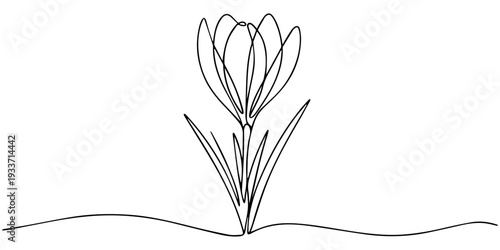 line art, bouquet of flowers crocus spring and summer, drawing with one line. vector illustration white background, Spring crocus flower in continuous line art drawing style. Minimalist black linear.