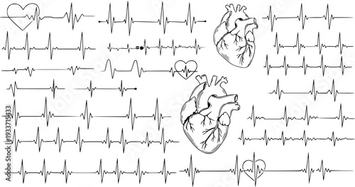 Heart Rhythm: ECG Lines  Anatomical Heart Drawings - Medical Science Art