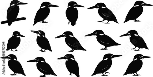 Kingfisher bird silhouette set with various poses including sitting on branch and standing for nature wildlife conservation avian and forest