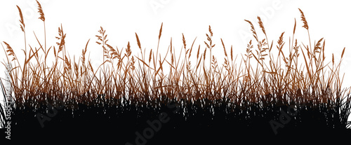 Detailed silhouette of tall field grass and wild meadow reeds isolated on white background for autumn nature landscape design and outdoor environment decor.