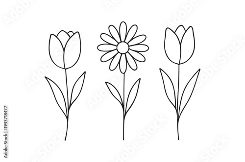 Simple line drawing of three flowers tulips and a daisy