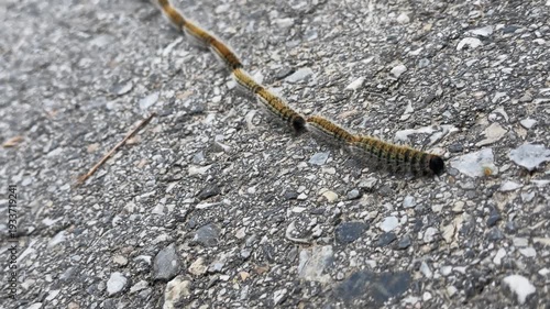 The pine processionary moth (Thaumetopoea pityocampa)