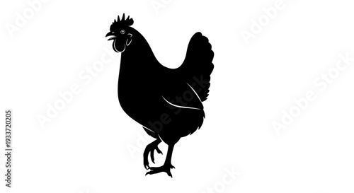 Silhouette of a live chicken walking, isolated on white background.