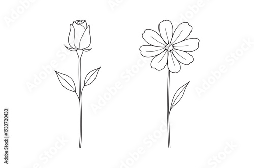 Minimalist line art illustration of a rose and cosmos flower