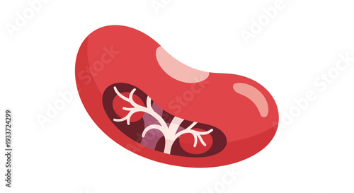 Kidney illustration, vector style graphic, medical concept, human organ, healthcare design