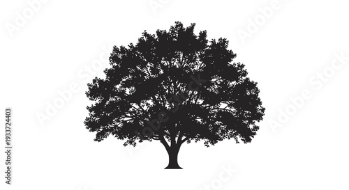 A detailed dark silhouette of a fully grown tree with dense foliage against a white background silhouette