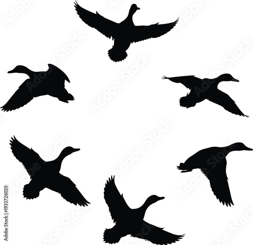 Black Silhouette Set of Flying Ducks Group of Wild Waterfowl Birds Migrating in Formation Isolated on a Plain White Background