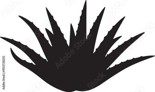 Aloe Vera Plant Silhouette Isolated on White Background