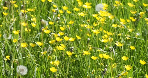 Clumps of meadow buttercup flowers (Ranunculus acris) with glossy yellow petals atop tall, supple stems swaying gracefully in the wind
