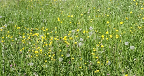 Ranunculus acris | Meadow buttercup, wildflowers with glossy yellow petals atop flowing stems between 'clock' seedhead of dandelion flower (Taraxacum officinale)

