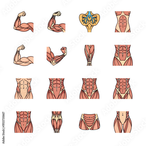Set of Human Body Muscle Anatomy and Respiratory System Illustrations