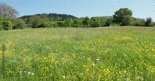 Magnificent verdant countryside landscape with fields of yellow meadow buttercups (Ranunculus acris) and dandelion seed heads swaying gracefully in the wind
