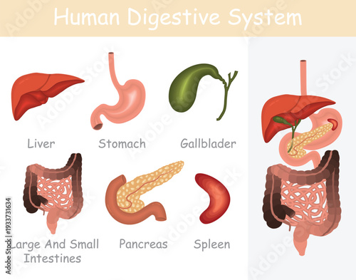 Human Digestive System Anatomy Illustration with Labelled Organs Liver Stomach Gallbladder Pancreas Spleen and Intestines Educational Medical Diagram.