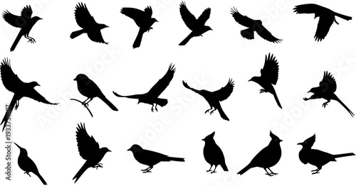 Black bird silhouettes vector collection. Set of various birds in flight and perching. Animal wildlife icons isolated on white background.