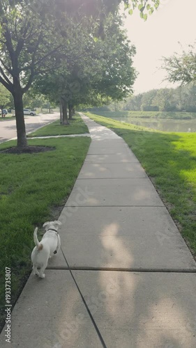 POV vertical view of Jack Russell Terrier walking on a sidewalk in a green suburban park near a lake on a sunny day. Peaceful outdoor scene with trees and grass.