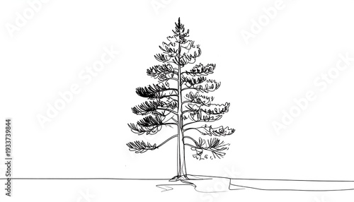 A sparse sketch of a pine tree with drooping branches, drawn in thin lines against a white background and flat ground